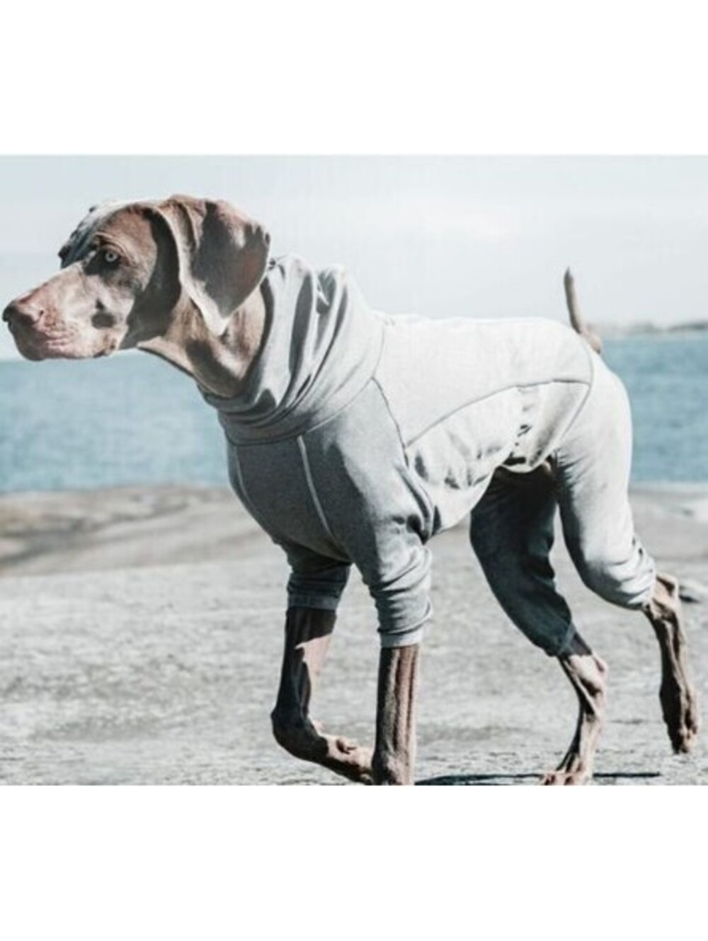 Hurtta Body Warmer Dog Body Muscle Recovery Suit Therapy Carbon 14 - 16 M Medium